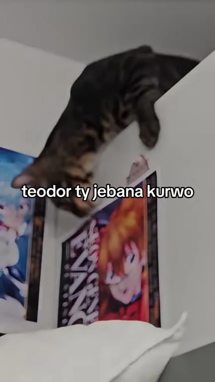 Kot drze plakat anime