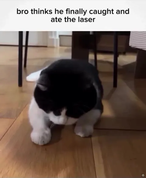 Cat Thinks It Ate the Laser