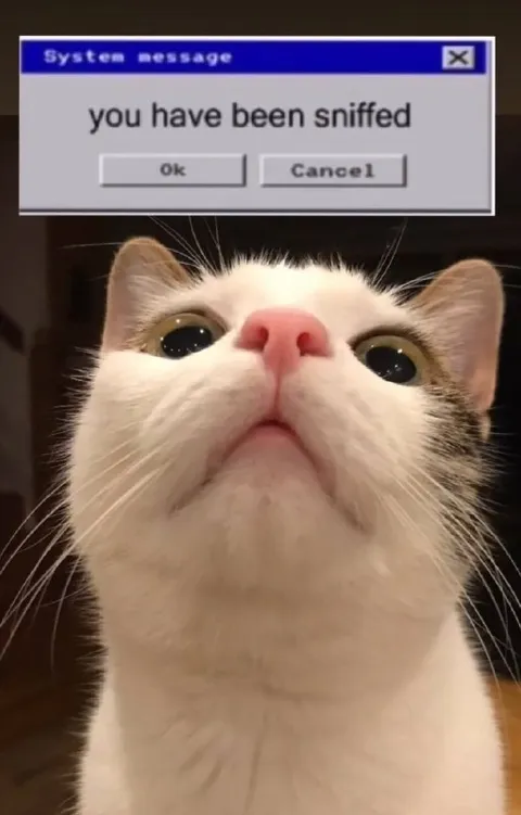 You Have Been Sniffed Cat
