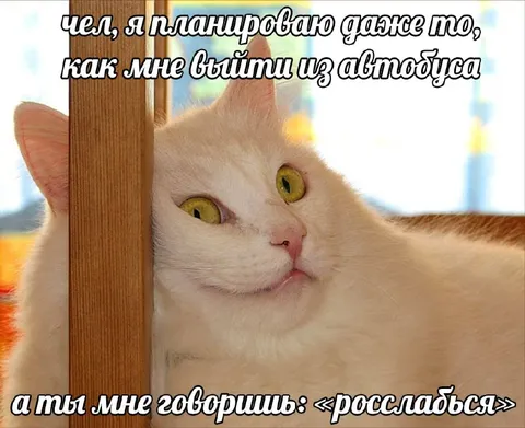 Кот, который всё планирует