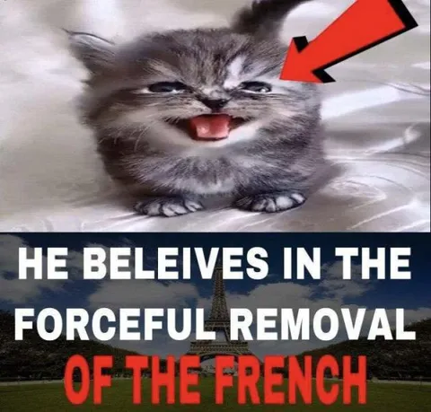 Kitten Hates the French