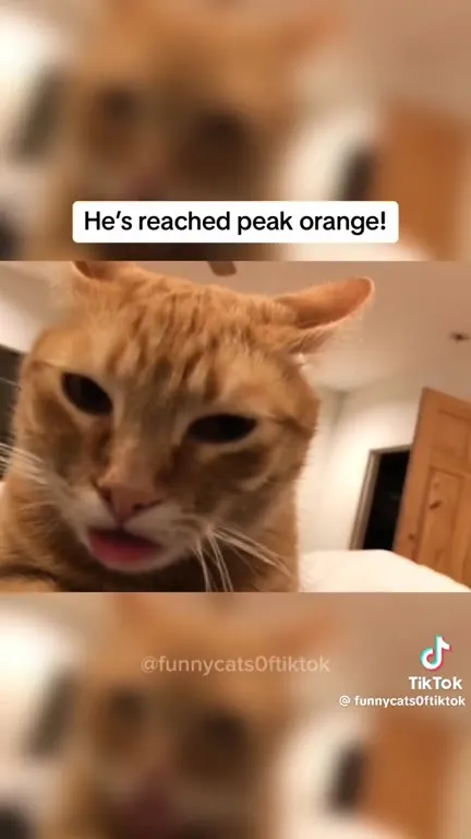 Orange Cat Behavior Compilation