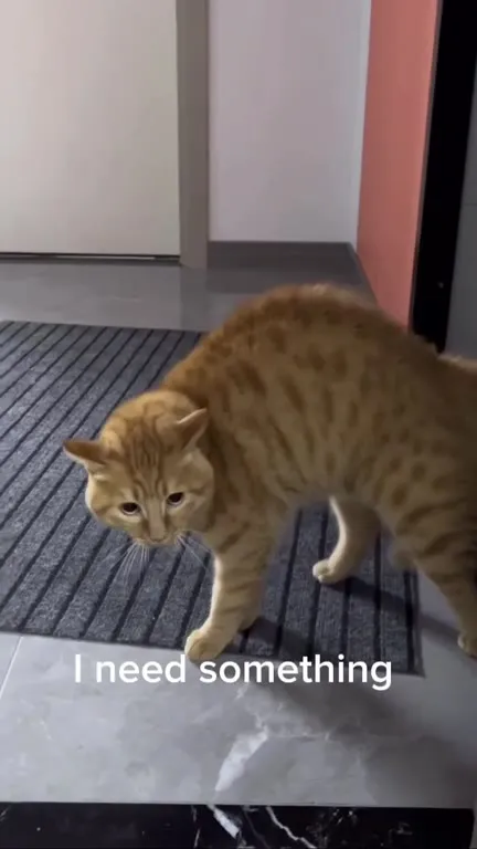Cat Needs Something