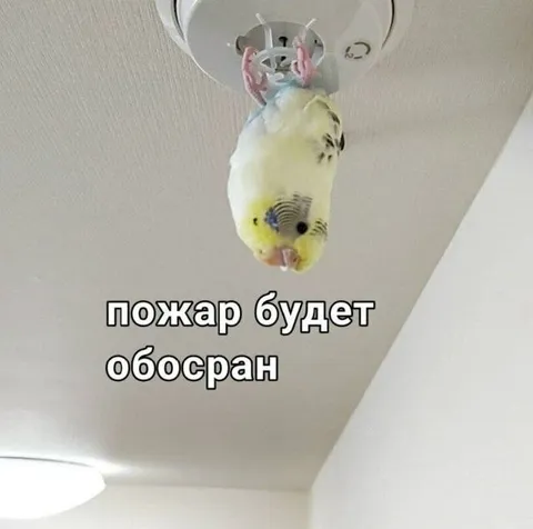 Попугай обосрал пожарного