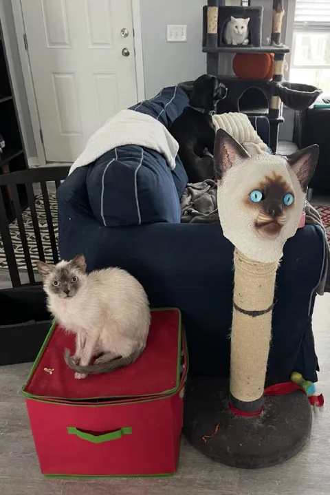 Котёнок и когтеточка-кот