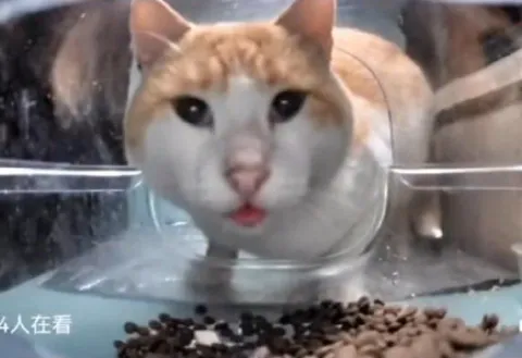 猫咪隔着玻璃看人