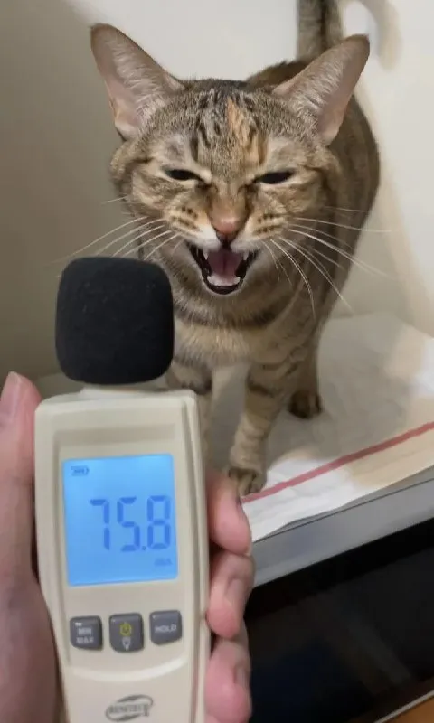 Кот кричит на 75.8 дБ