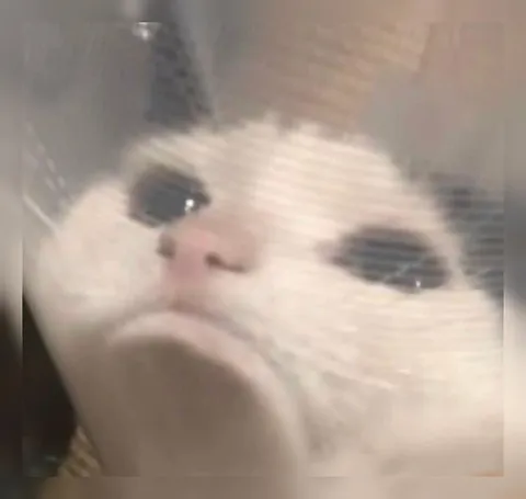 Грустный плачущий кот