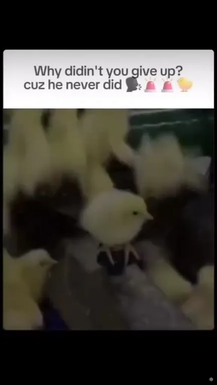 Chick Refuses to Give Up