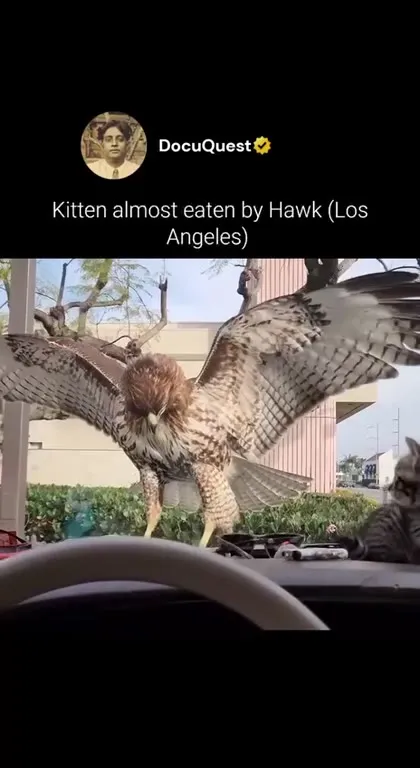 Kitten Almost Eaten by Hawk