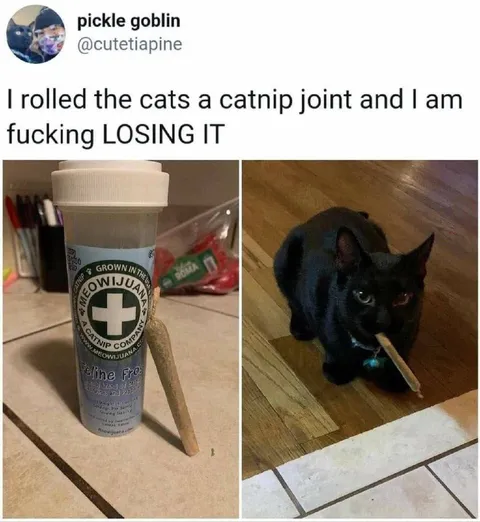 Catnip Joint Gone Wrong