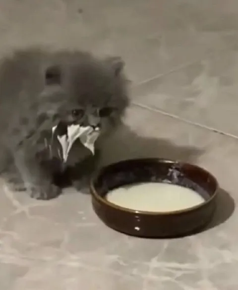 Котёнок после молочной ванны