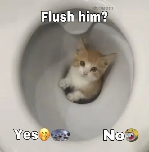 Flush the Kitten