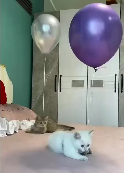 Котята и летающий шарик
