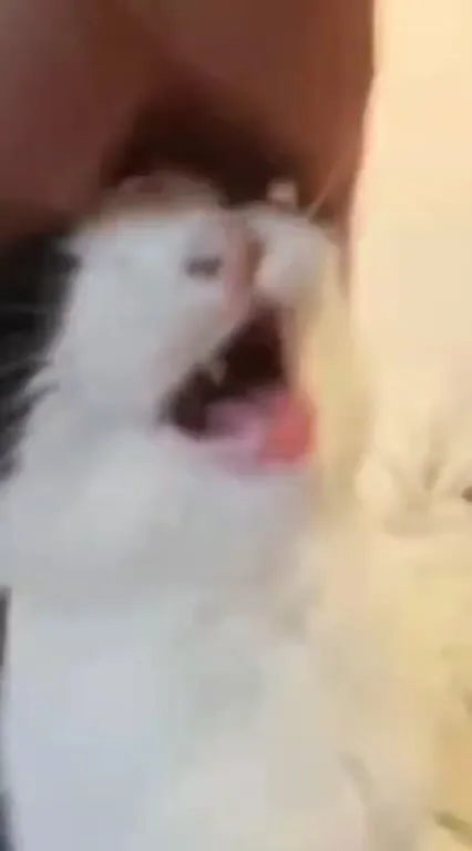 Котик смешно открывает рот