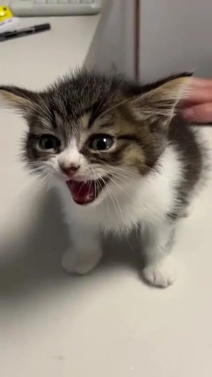 Котёнок громко возмущается
