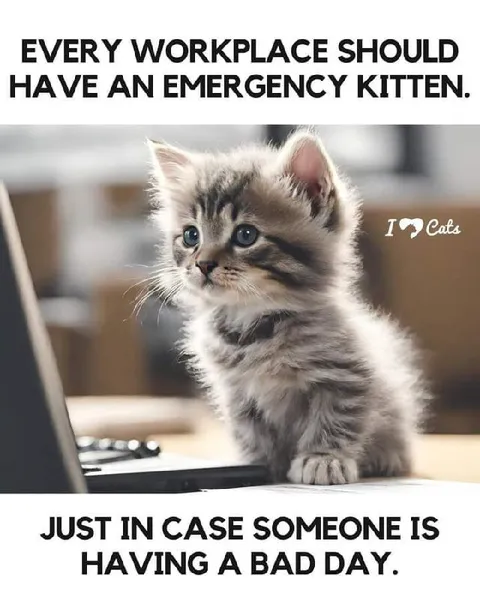 Emergency Kitten for Bad Days