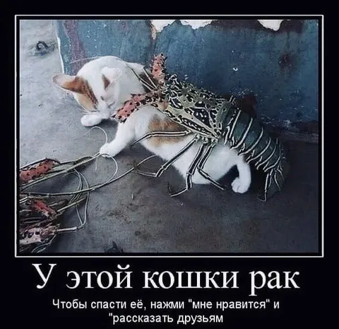 У этой кошки рак