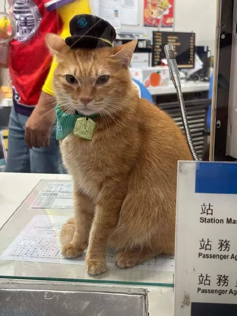 Кот начальник станции