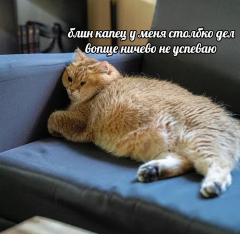 Кот ничего не успевает