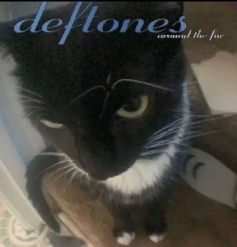 Deftones Cat Album Cover