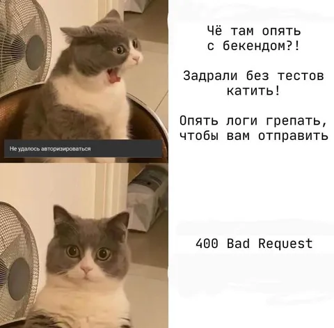 Кот ругается на бэкенд