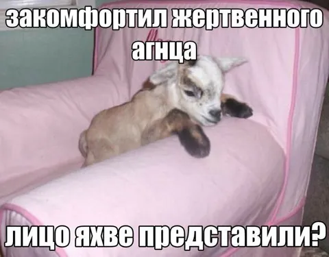 Закомфортил жертвенного агнца