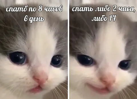 Котёнок выбирает режим сна