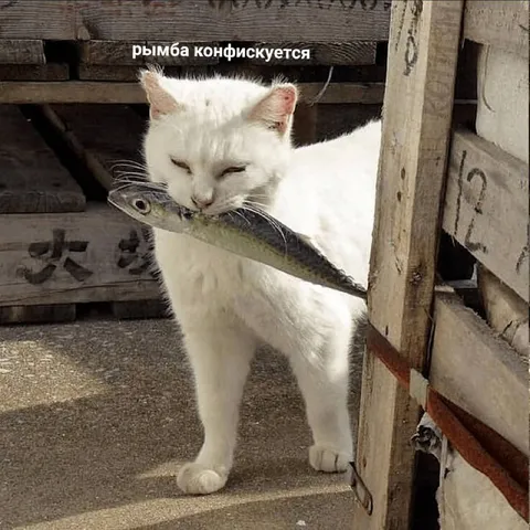 Рыба конфискуется у кота