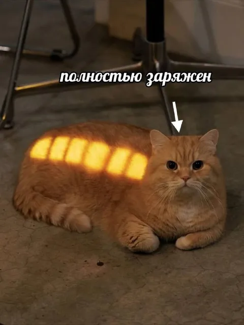 Полностью заряженный кот
