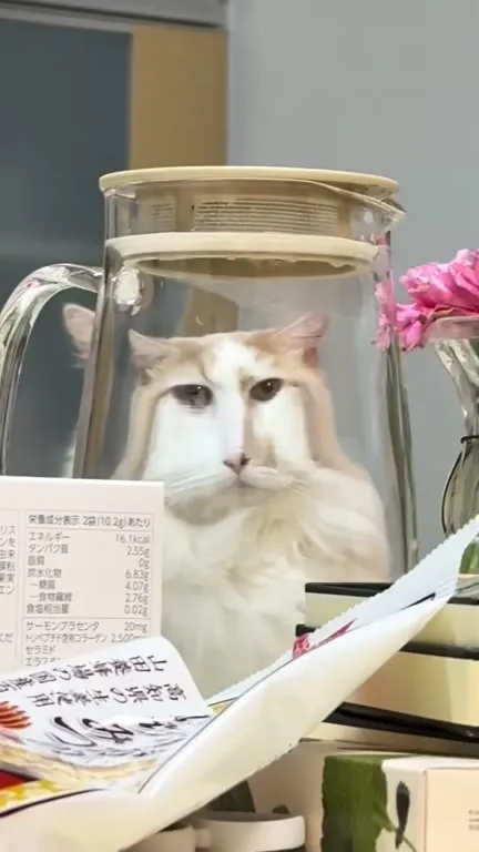 Кто? Кот в кувшине