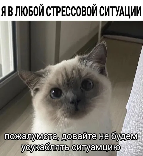 Котёнок в стрессовой ситуации