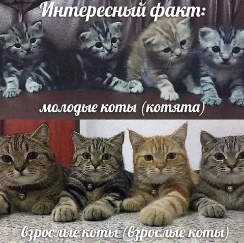 Котята и взрослые коты