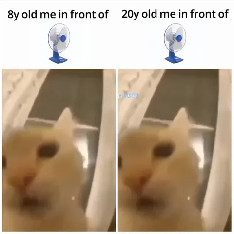 Cat in Front of a Fan