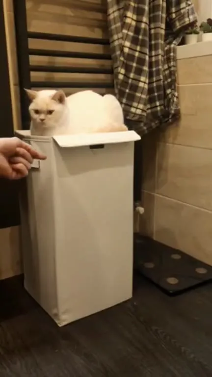 Кот исчезает в корзине