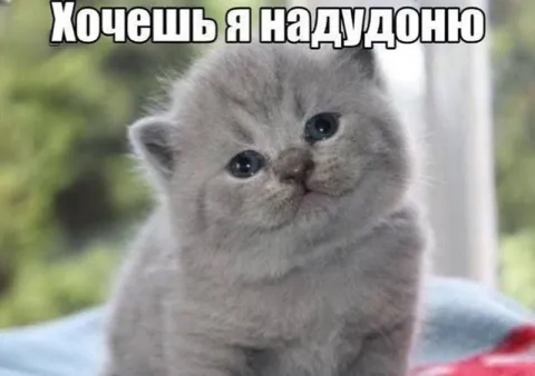 Котёнок предлагает надуть