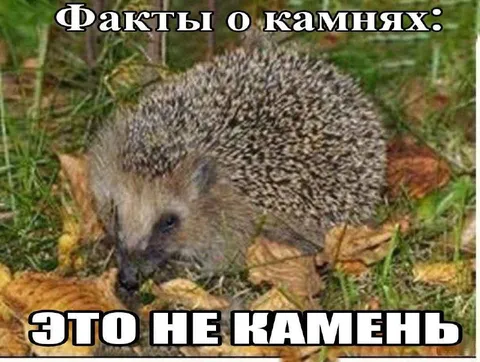 Ёжик, которого приняли за камень