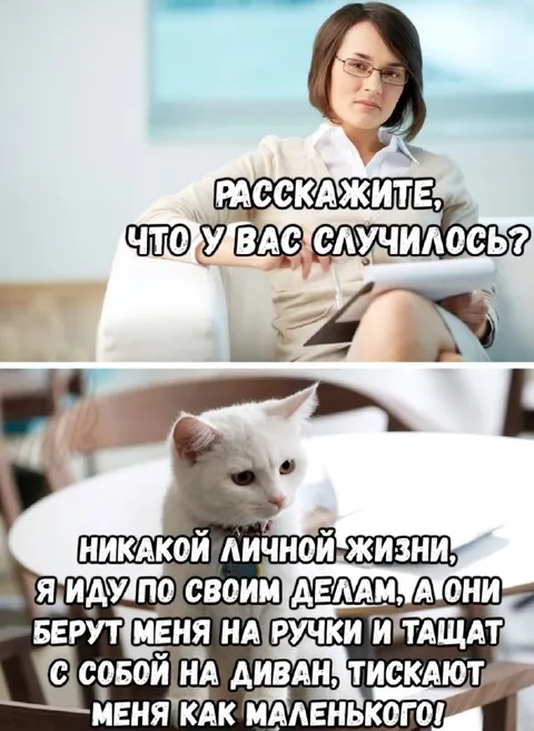 Кот без личной жизни