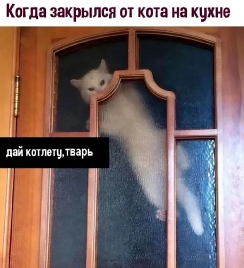 Кот требует котлету