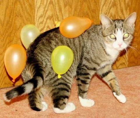 Кот, облепленный воздушными шарами