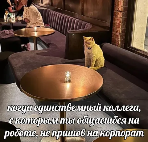 Кот один на корпоративе