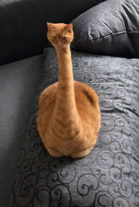 Кот с длинной шеей