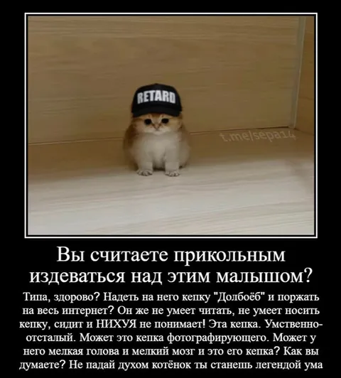 Котёнок в кепке Долбоёб