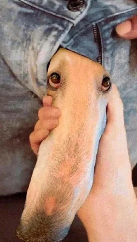 Собака с невероятно длинной мордой