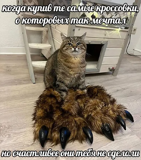Кот в страшных тапочках