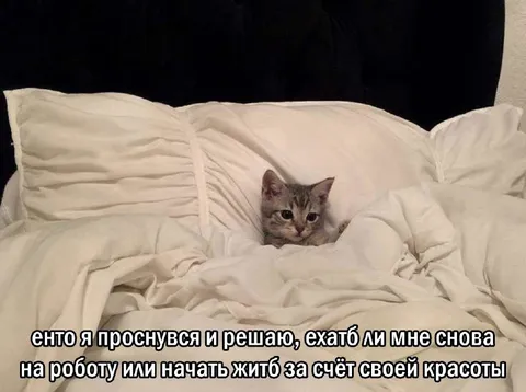 Кот решает не идти на работу
