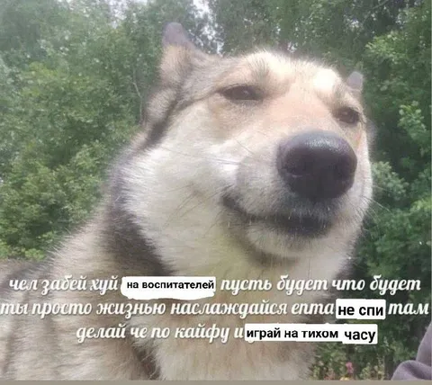 Волк советует забить на воспитателей