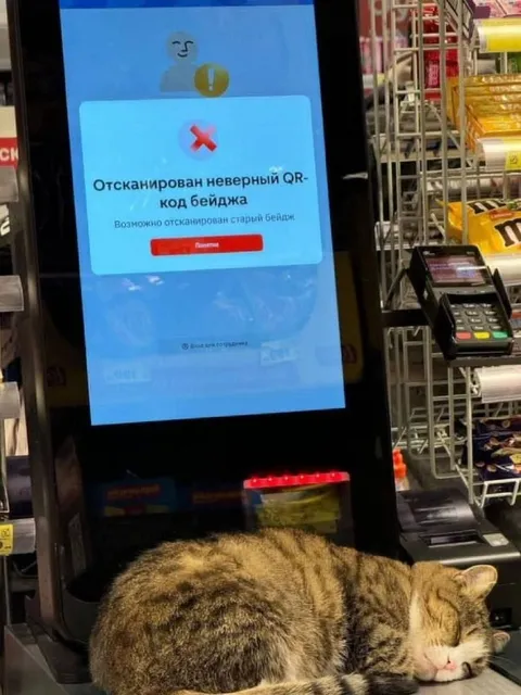 Кот устал от неверного QR-кода
