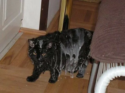 Мокрый испуганный кот