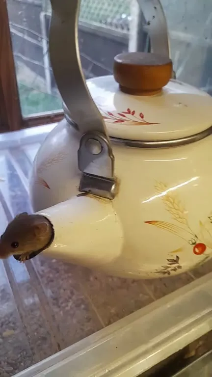 Мышь вылезает из чайника